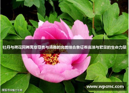 牡丹与荷花同舞寓意尊贵与清雅的完美结合象征着高洁与繁荣的生命力量